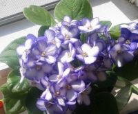 My moms African Violet plant