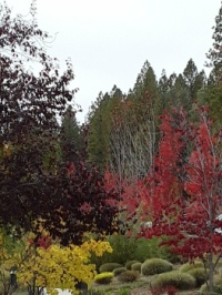 Fall in Grass Valley CA