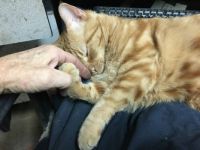 My cat, how much do you love me