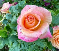 My favorite Speckled roses