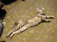 Longest cat we have ever had, Bella