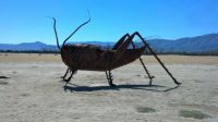 Desert Grasshopper!