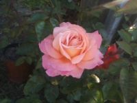 From Donalds Rose garden