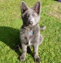 Blue German Shepherd