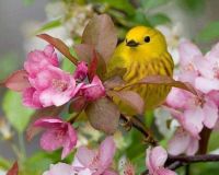 bird&blossoms