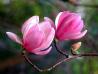 Pink Magnolia (Apr17P18)