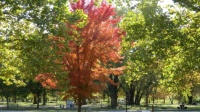 Fall Maple In Tuttle Creek State Park