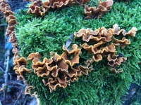 Turkey Tails? Fungus & Moss