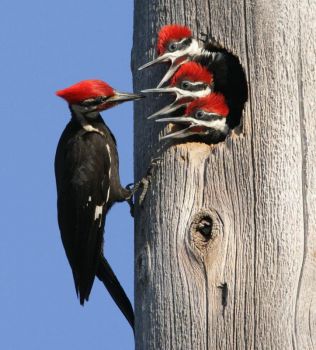 woodpecker with babies