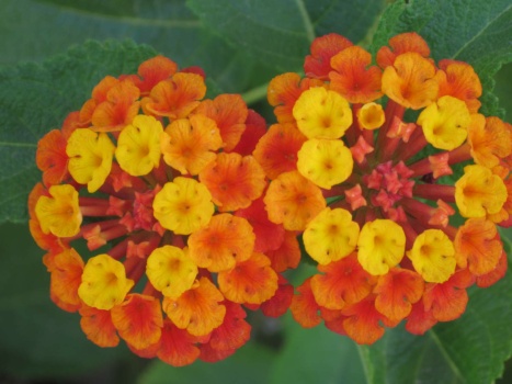 Solve Radiation lantana jigsaw puzzle online with 99 pieces