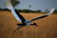 Saddle Billed Stork