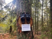 Latschenkiefer