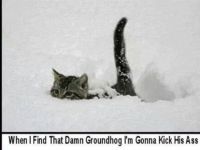 cat snow