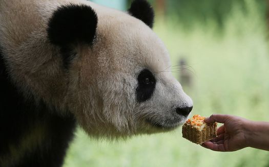 Panda-Mooncake