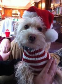Charlie the Christmas Pup