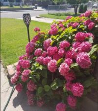 Hydrangea by the front porch