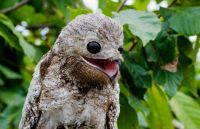 Great Potoo ❤