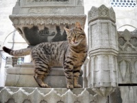 A cat in the Suleymaniye Mosque Cemetery  (Istanbul, Turkey)