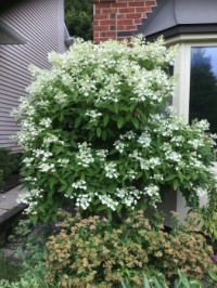 Hydrangea tree
