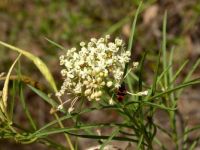 Narrow-leaf Milkweed (Asclepias fascicularis) and visiting Milkweed Bug