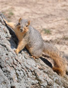 Earlham Squirrel