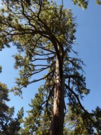Top of pine tree near Inspiration Point/Pacific Crest Trail in Wrightwood CA