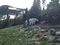 More mountain goats