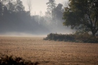 Marshville Mist