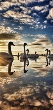 Swans 01