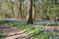 Bluebells in the local woods