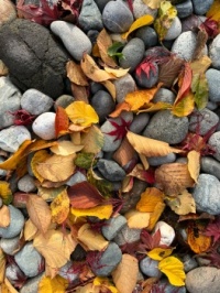 leaves and rocks