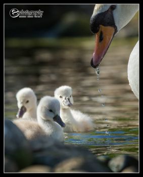 Mute swan and her cygnets