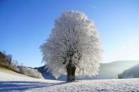 tree winter hoarfrost