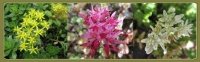 Sedum blossoms at Impie's 💛💗🤍