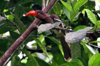 Red-billed Dwarf Hornbill by Adam Riley