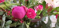 Peony and others