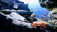 Crab - Krabbe