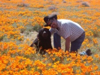 Jessie and Bob in the Poppies