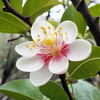 Solve Monk fruit flower spiritual meaning jigsaw puzzle online with 225