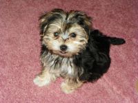 Teddy