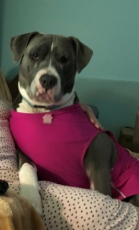 Our dog Chloe and Me watching TV