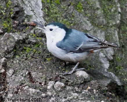 White-breasted Nuthatch with acorn