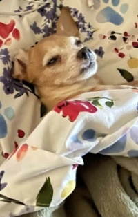 spoiled friend's dog