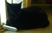 Inkwell on the Internet (stealing my data)