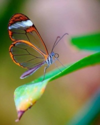 mariposa con alas trasparentes