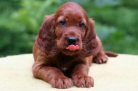 Theme: All things red, Irish Setter pup
