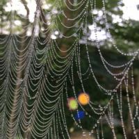 web with dew