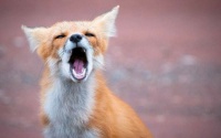 aah, good morning !!!