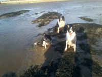 Dawgie's