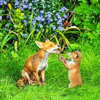 CONTINUING BACK GARDEN'S WILDLIFE BEAUTY CAPTURED OVER DECADES - 2 OF 4